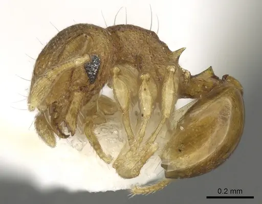 Mayriella transfuga specimen CASENT0902377 image casent0902377_3