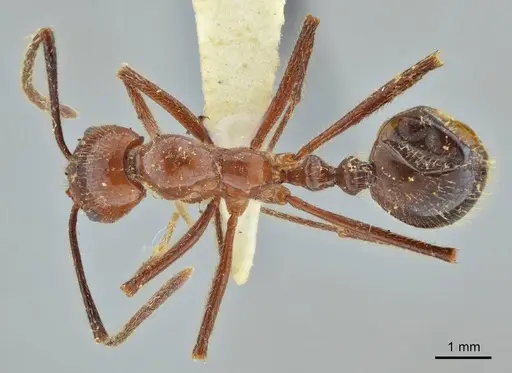 Megalomyrmex acauna specimen ANTWEB1014008 image antweb1014008_1