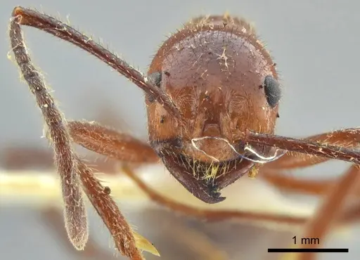 Megalomyrmex acauna specimen ANTWEB1014008 image antweb1014008_2