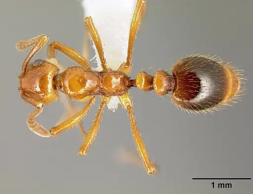 Megalomyrmex adamsae specimen CASENT0613258 image casent0613258_1
