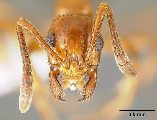 Megalomyrmex adamsae specimen CASENT0613258 image casent0613258_2
