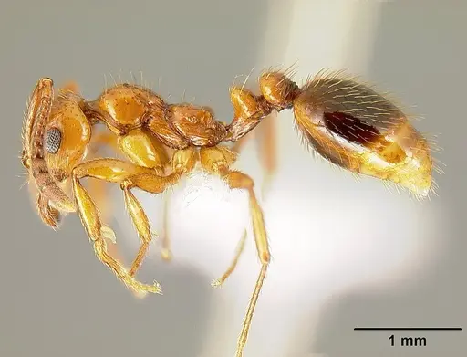 Megalomyrmex adamsae specimen CASENT0613258 image casent0613258_3