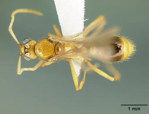 Megalomyrmex adamsae specimen CASENT0613259 image casent0613259_1