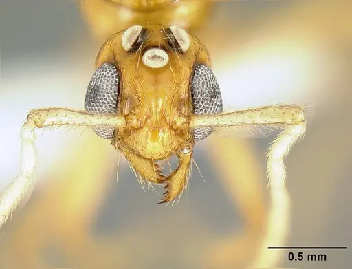 Megalomyrmex adamsae specimen CASENT0613259 image casent0613259_2