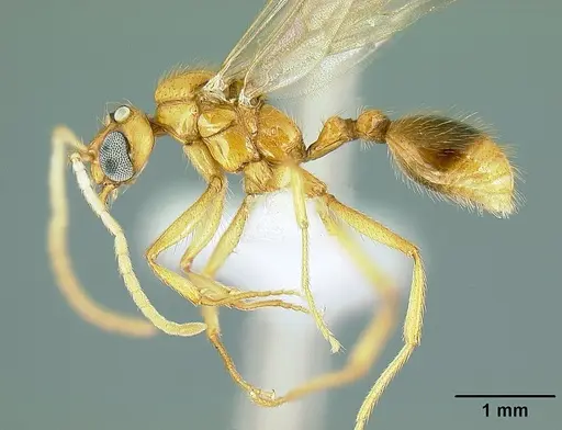 Megalomyrmex adamsae specimen CASENT0613259 image casent0613259_4
