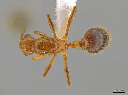 Megalomyrmex adamsae specimen CASENT0629669 image casent0629669_1