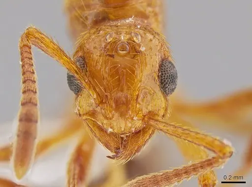 Megalomyrmex adamsae specimen CASENT0629669 image casent0629669_2