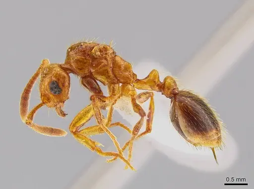 Megalomyrmex adamsae specimen CASENT0629669 image casent0629669_3