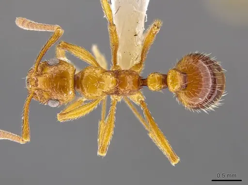 Megalomyrmex adamsae specimen CASENT0630965 image casent0630965_1