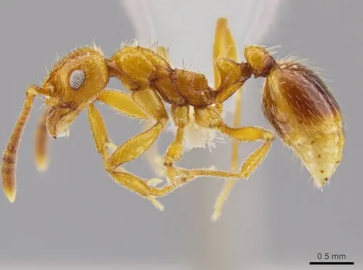 Megalomyrmex adamsae specimen CASENT0630965 image casent0630965_3