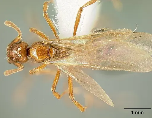 Megalomyrmex adamsae specimen USNMENT00693014 image usnment00693014_1