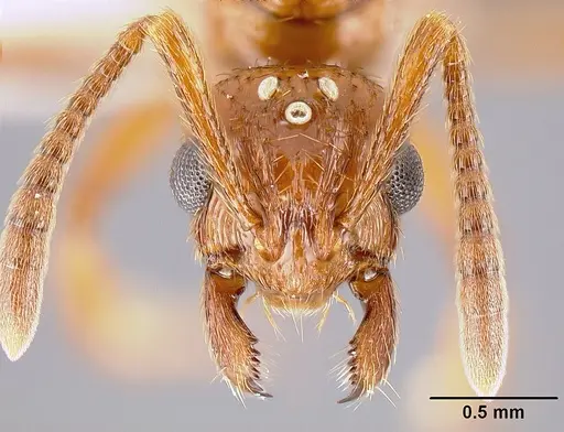 Megalomyrmex adamsae specimen USNMENT00693014 image usnment00693014_2