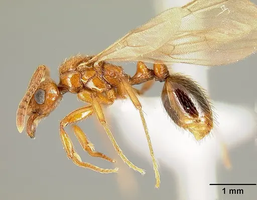 Megalomyrmex adamsae specimen USNMENT00693014 image usnment00693014_3