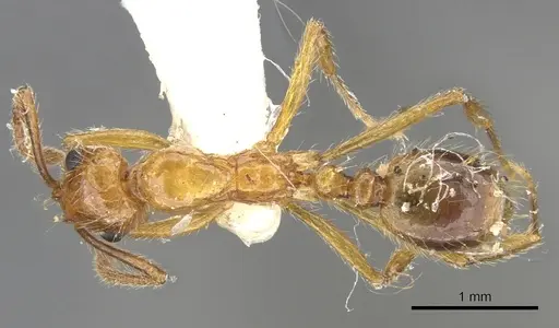 Megalomyrmex ayri specimen CASENT0902327 image casent0902327_1