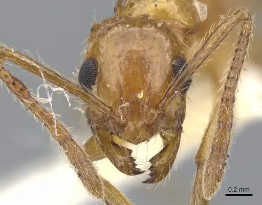 Megalomyrmex ayri specimen CASENT0902327 image casent0902327_2