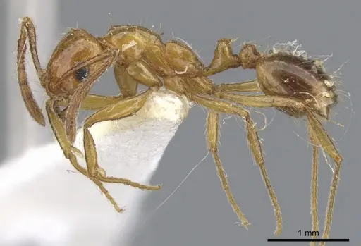 Megalomyrmex ayri specimen CASENT0902327 image casent0902327_3