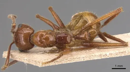 Megalomyrmex balzani specimen CASENT0904609 image casent0904609_1