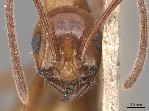 Megalomyrmex balzani specimen CASENT0904609 image casent0904609_2