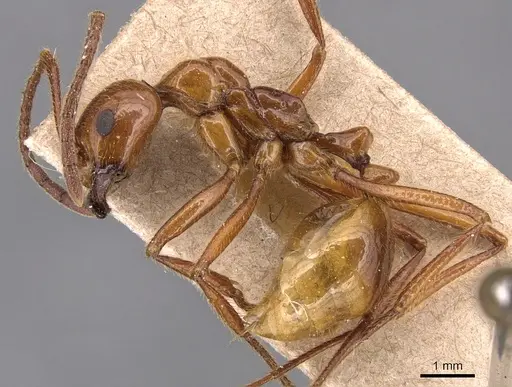 Megalomyrmex balzani specimen CASENT0904609 image casent0904609_3