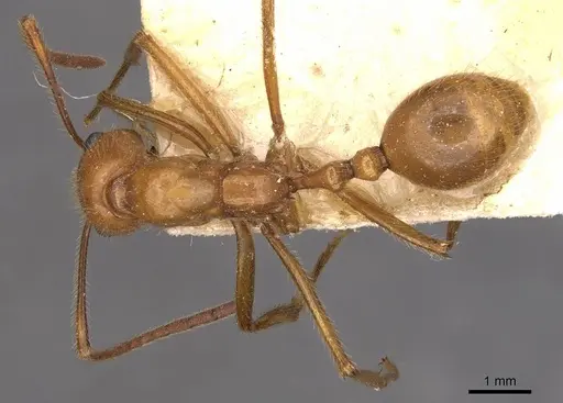Megalomyrmex balzani specimen CASENT0908784 image casent0908784_1