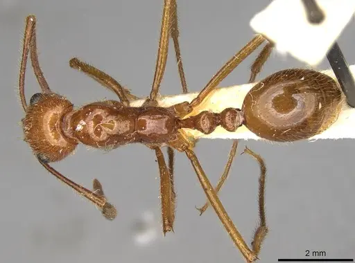 Megalomyrmex balzani specimen CASENT0914059 image casent0914059_1