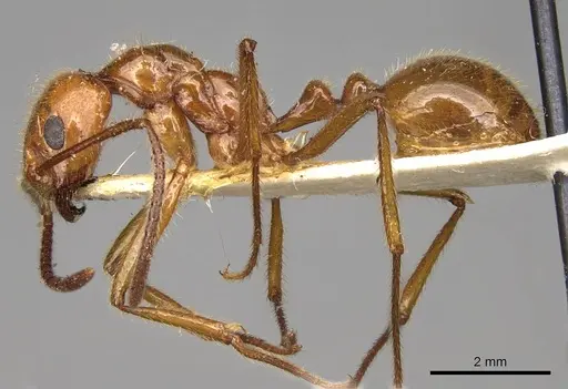 Megalomyrmex balzani specimen CASENT0914059 image casent0914059_3
