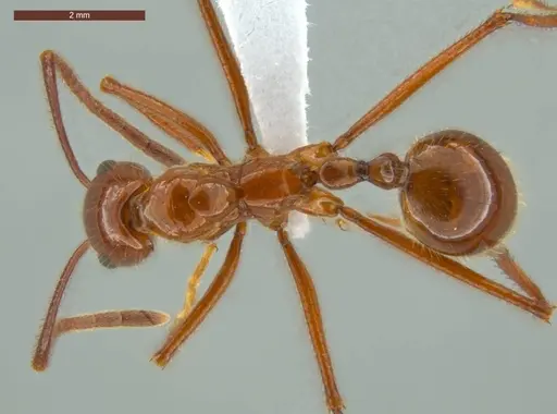 Megalomyrmex balzani specimen ECOFOG-IT14-0306-53 image ecofog-it14-0306-53_1