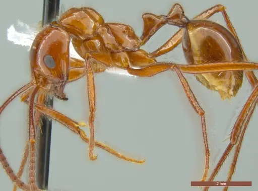 Megalomyrmex balzani specimen ECOFOG-IT14-0306-53 image ecofog-it14-0306-53_3