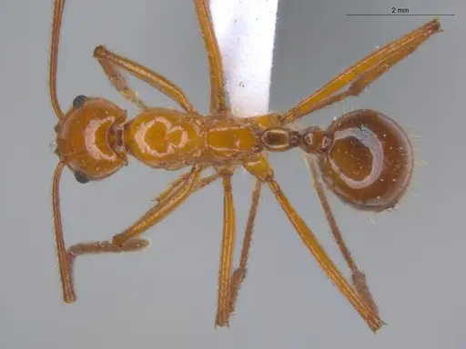 Megalomyrmex balzani specimen ECOFOG-IT14-0982-13 image ecofog-it14-0982-13_1