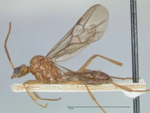 Megalomyrmex balzani specimen FOCOL1754 image focol1754_3