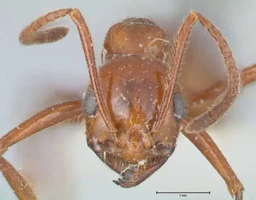 Megalomyrmex balzani specimen FOCOL1755 image focol1755_2