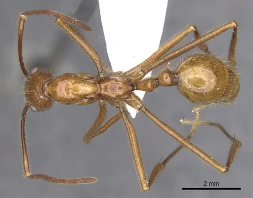 Megalomyrmex bidentatus specimen CASENT0902332 image casent0902332_1