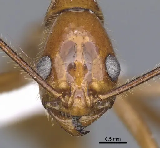 Megalomyrmex bidentatus specimen CASENT0902332 image casent0902332_2