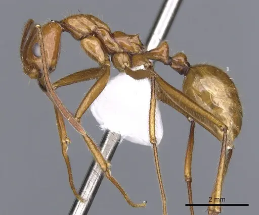 Megalomyrmex bidentatus specimen CASENT0902332 image casent0902332_3