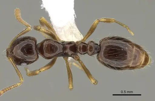 Megalomyrmex brandaoi specimen CASENT0630940 image casent0630940_1