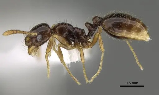 Megalomyrmex brandaoi specimen CASENT0630940 image casent0630940_3