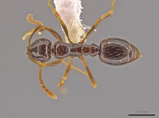 Megalomyrmex brandaoi specimen CASENT0630943 image casent0630943_1