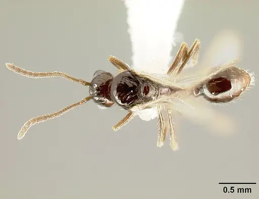 Megalomyrmex brandaoi specimen JTLC000002912 image jtlc000002912_1
