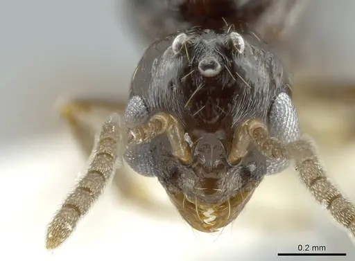 Megalomyrmex brandaoi specimen JTLC000002912 image jtlc000002912_2