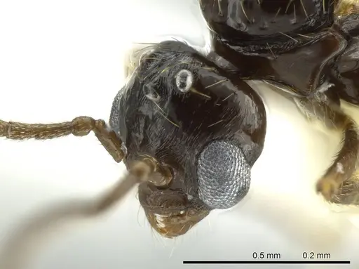 Megalomyrmex brandaoi specimen JTLC000002912 image jtlc000002912_3