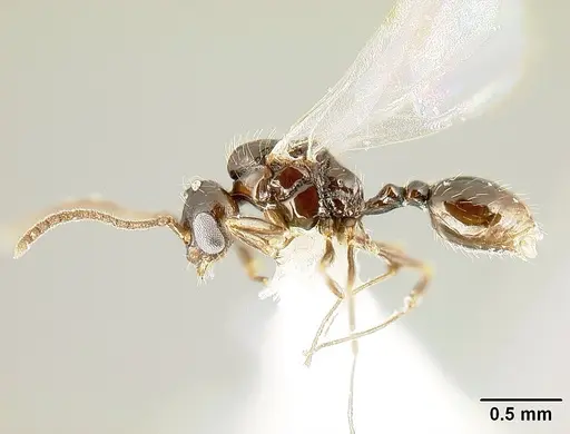 Megalomyrmex brandaoi specimen JTLC000002912 image jtlc000002912_4