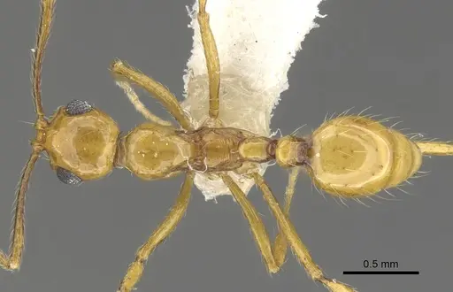 Megalomyrmex cuatiara specimen CASENT0902333 image casent0902333_1
