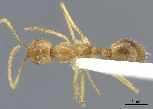 Megalomyrmex cyendyra specimen CASENT0902329 image casent0902329_1