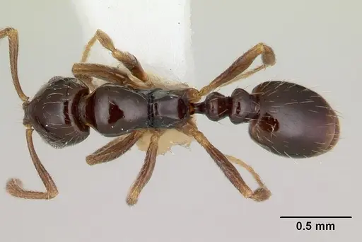 Megalomyrmex drifti specimen CASENT0173974 image casent0173974_1