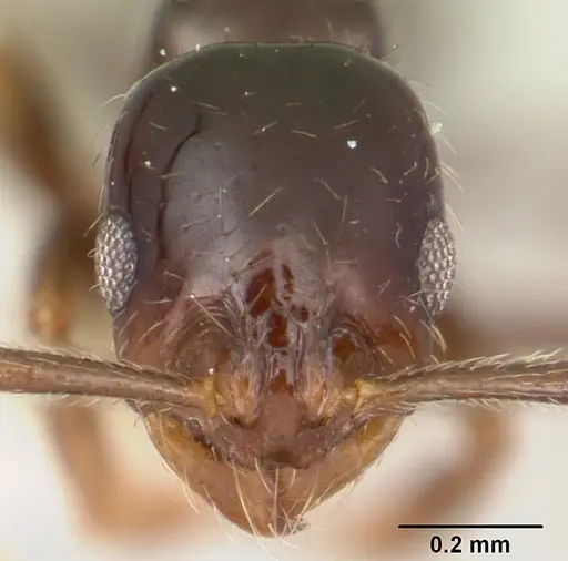 Megalomyrmex drifti specimen CASENT0173974 image casent0173974_2