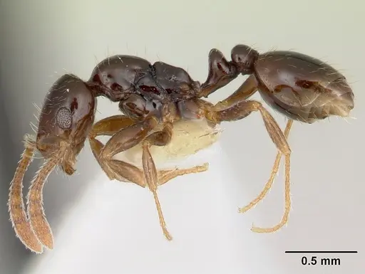 Megalomyrmex drifti specimen CASENT0173974 image casent0173974_3