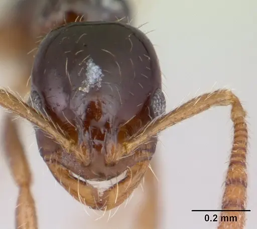 Megalomyrmex drifti specimen CASENT0178670 image casent0178670_2