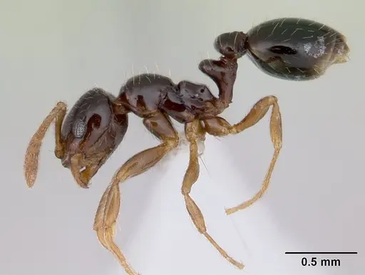 Megalomyrmex drifti specimen CASENT0178670 image casent0178670_3