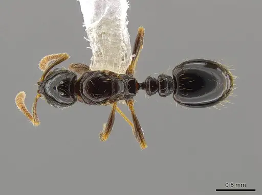 Megalomyrmex drifti specimen CASENT0624999 image casent0624999_1