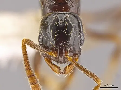 Megalomyrmex drifti specimen CASENT0624999 image casent0624999_2